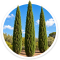 Кипарис Cupressus 0